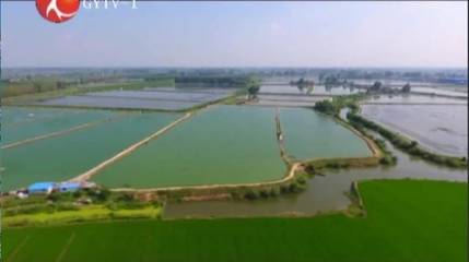 一只虾的财富密码 高邮罗氏沼虾如何猛赚35亿元？